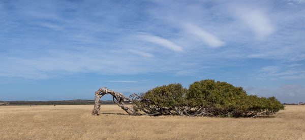Leaning Tree bent by salt and wind. Greenough, Western Australia